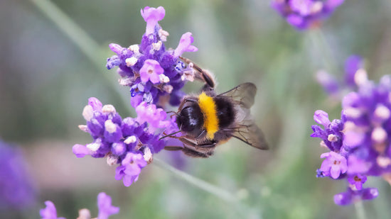 Lavender: The Art of Calm