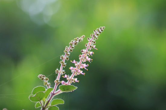 Tulsi: Returning to Balance
