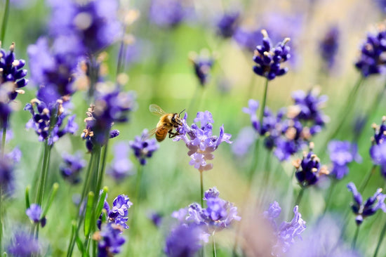 Astro-Apothecary Forecast July 12 – 18