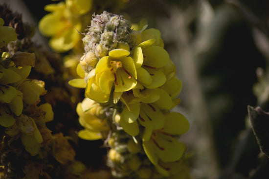 Common Mullein (Verbascum thapsus) with soft woolly leaves and a tall stalk of small yellow flowers.