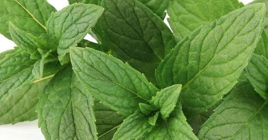 Uses and Benefits of Organic Peppermint