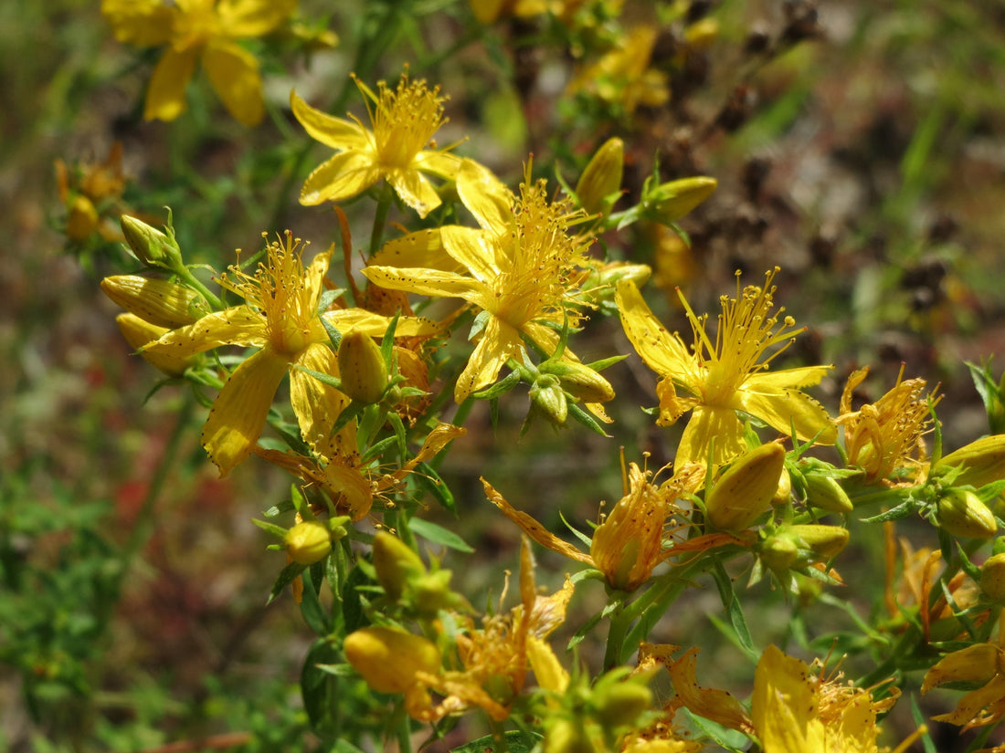 Close-up of St. John's Wort flowers showing bright yellow petals and prominent stamens.