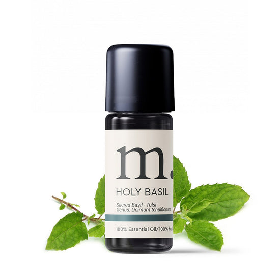 Basil Holy Essential Oil Essential Oils Healingscents