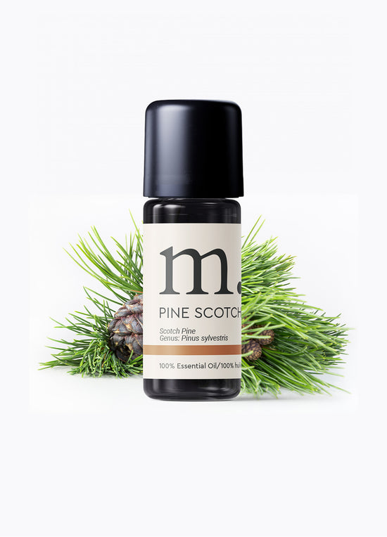 Pine Scots Essential Oil