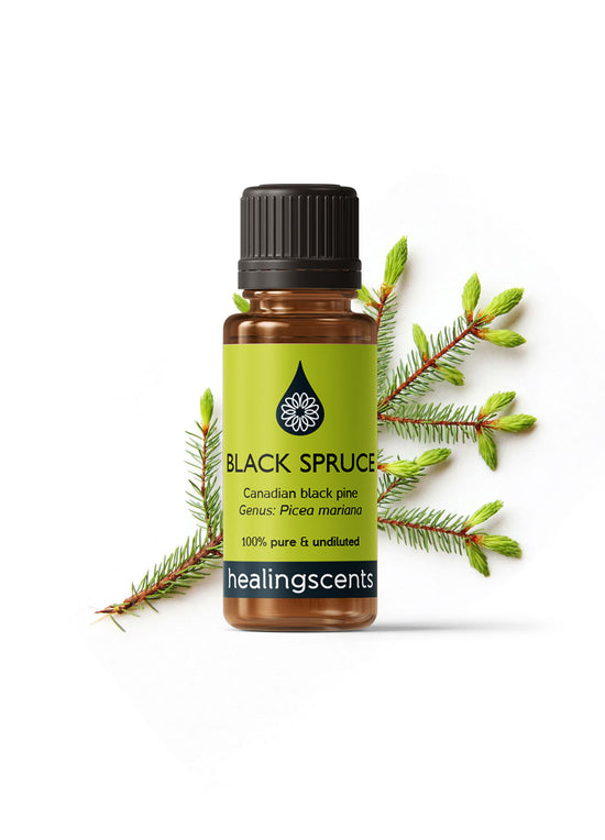 Black Spruce Certified Organic Essential Oil Essential Oils Morgans Apothecary